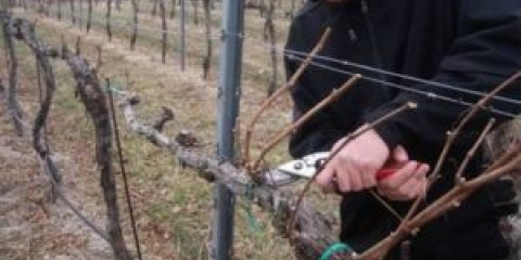 Prořezávání hroznů na podzim: pro začátečníky krok za krokem